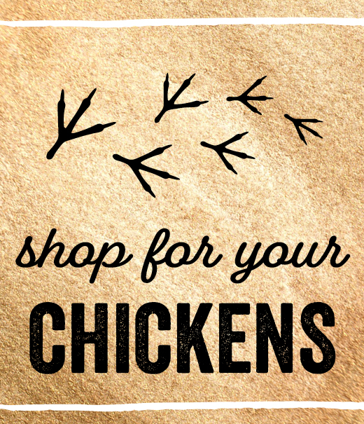 Shop for your CHICKENS