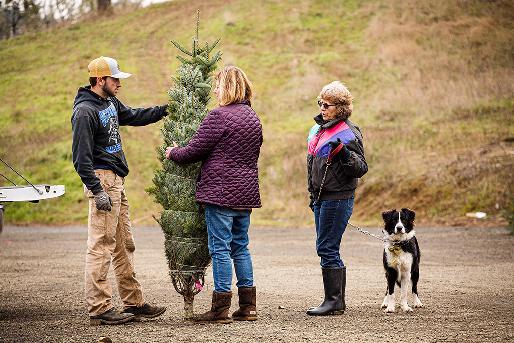 cfr_xmastrees_TB29103_.jpg