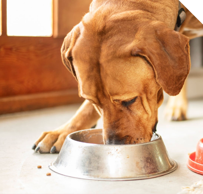 Pet Food