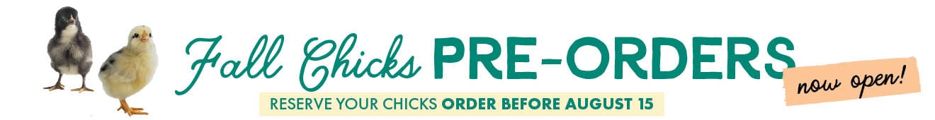 Fall Chicks Pre-Orders now open! Reserve your chicks before August 15!