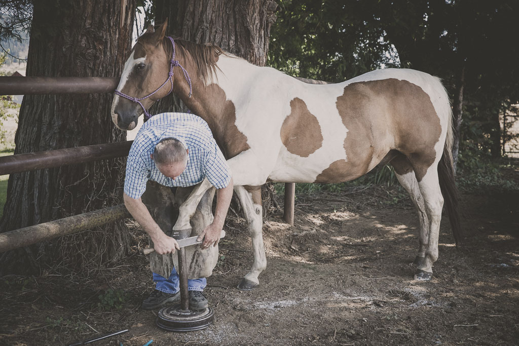 Replacing Horse Shoes