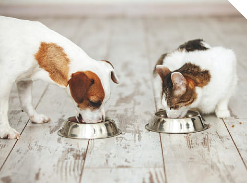 Pet Food