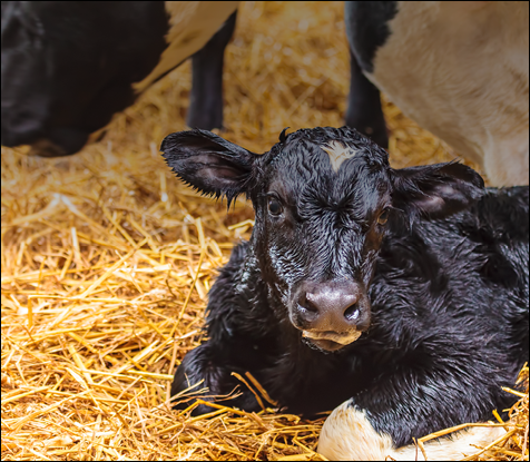 Calving Guide
