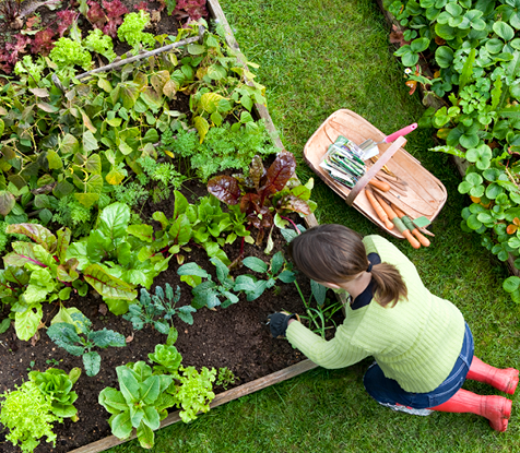Lawn and Garden