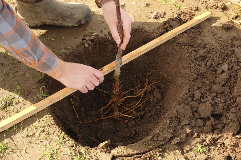 Measuring depth for bare root planting