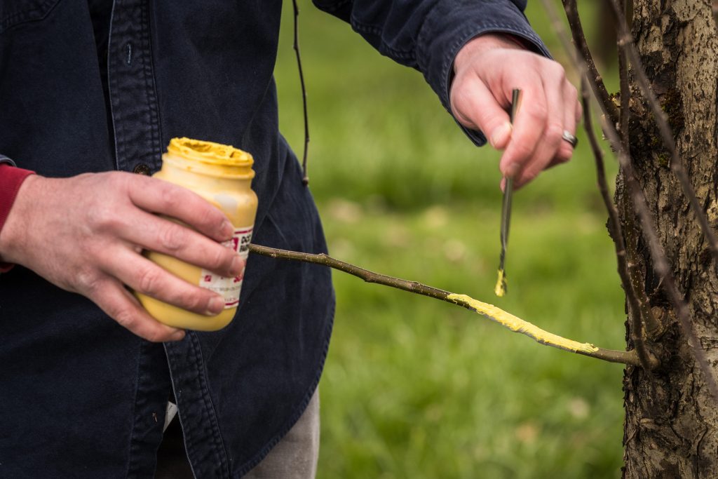 Tree Grafting