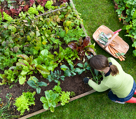 Lawn & Garden