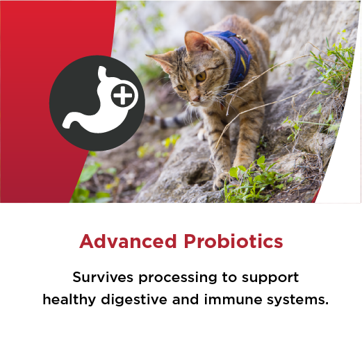 Advanced Probiotics Survives processing to support healthy digestive and immune symptoms.