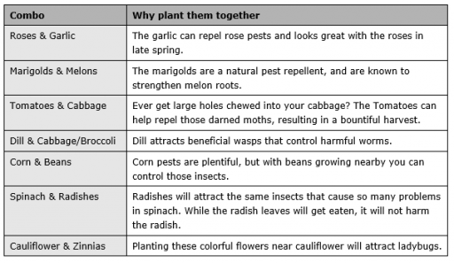 Companion Planting Chart