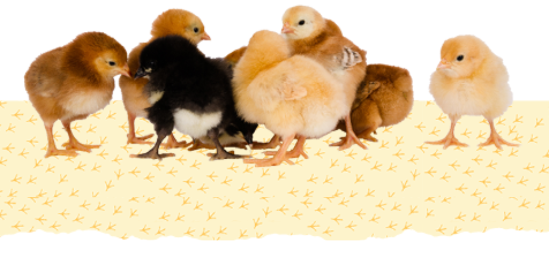 Chicks Guide