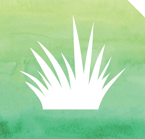Grass Seed