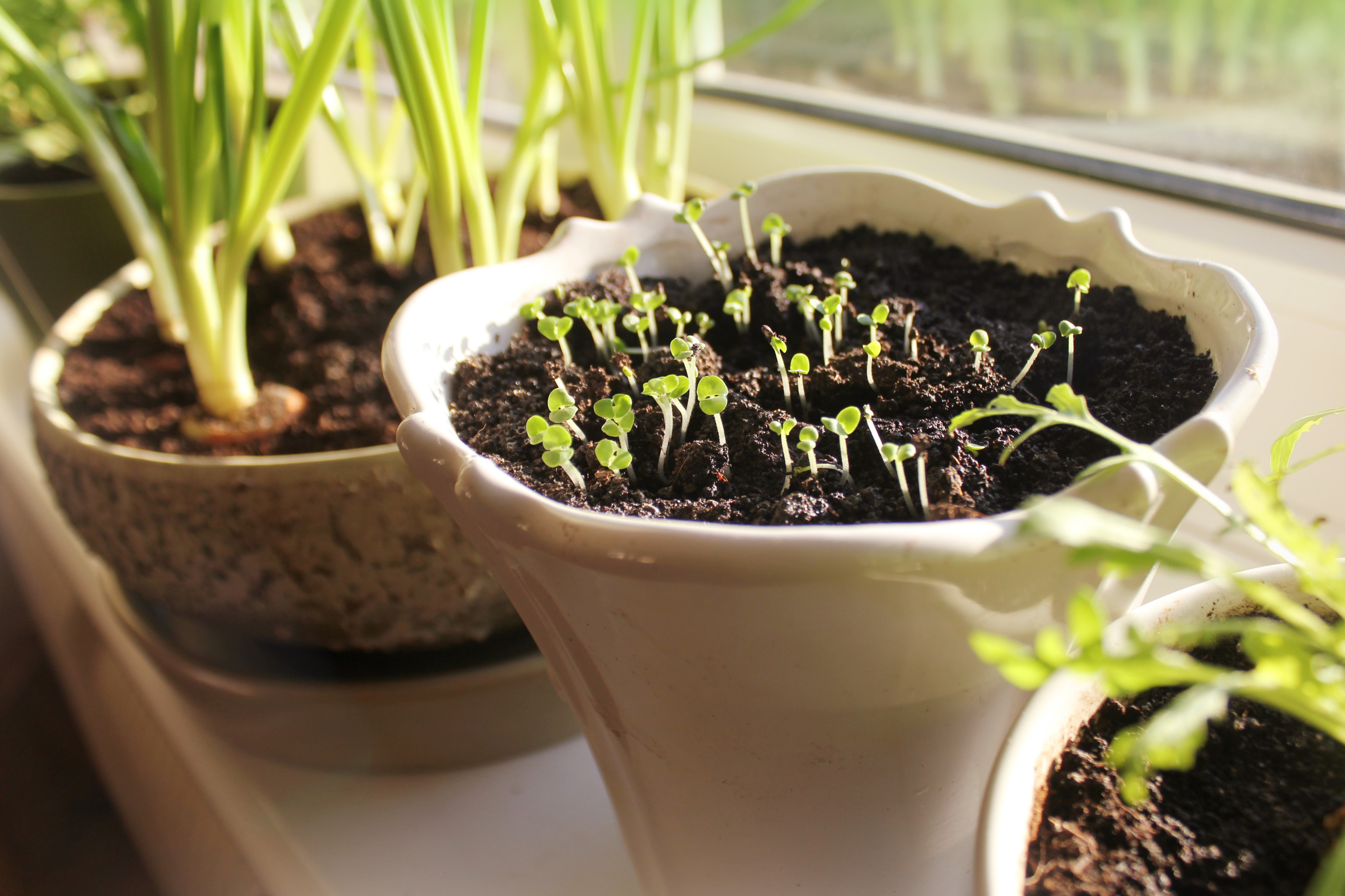 Planting a garden is a great way to spend a day.