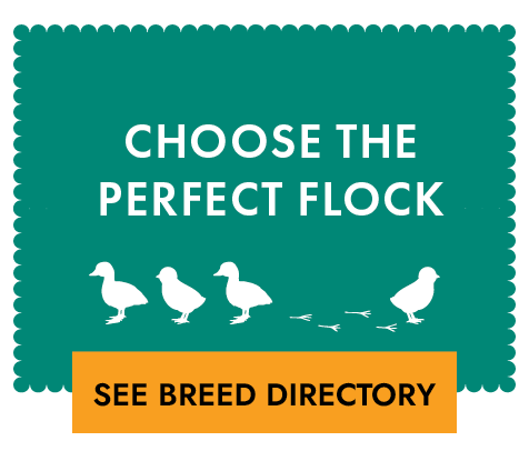 Choose the Perfect Flock See Breed Directory Button & Image