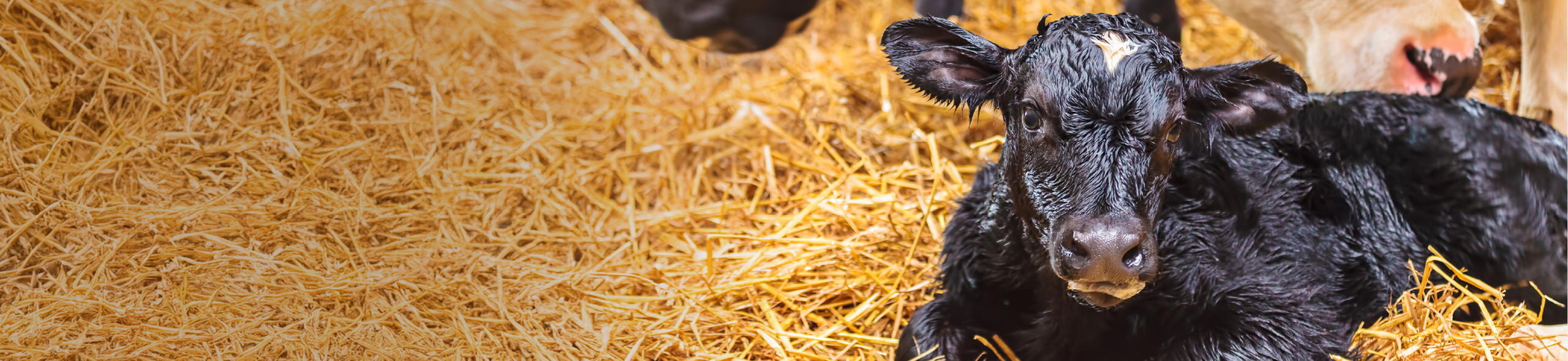 Calving Awareness Guide Main Image