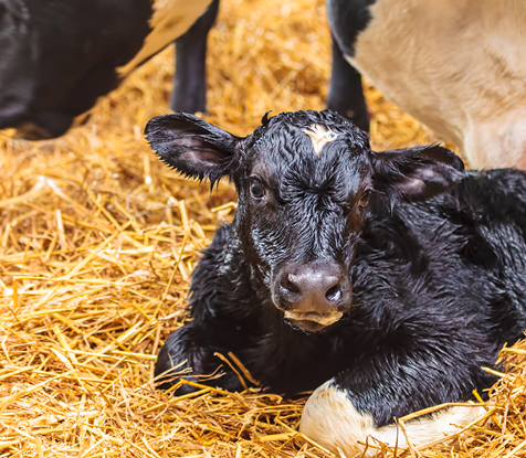 Main Gift Guide Image