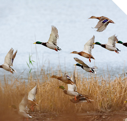 Waterfowl & Upland