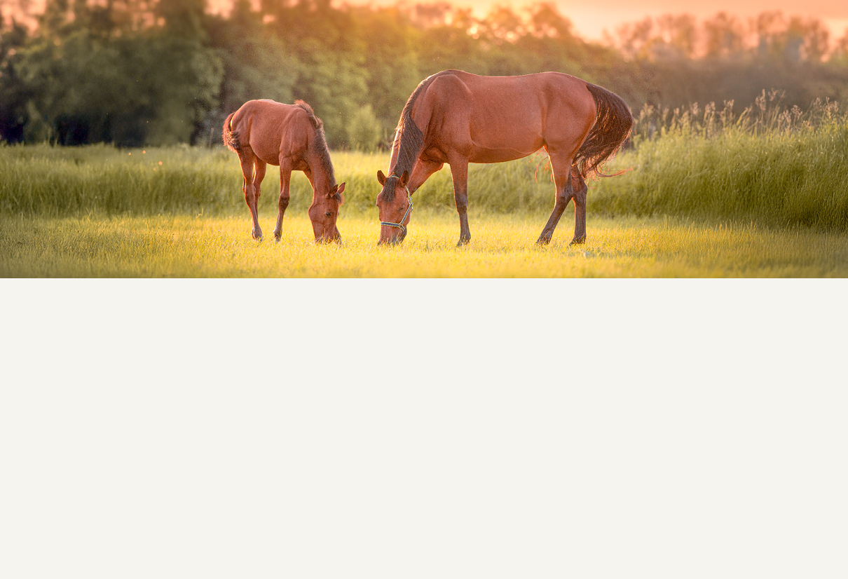 Equine Fly Wear
