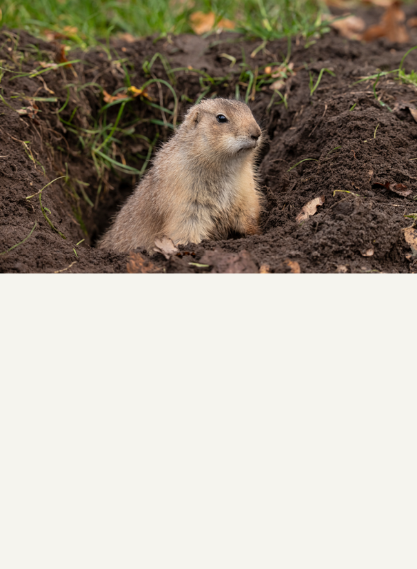 Rodent