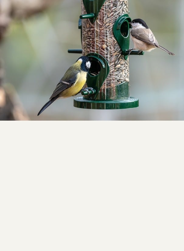 Bird