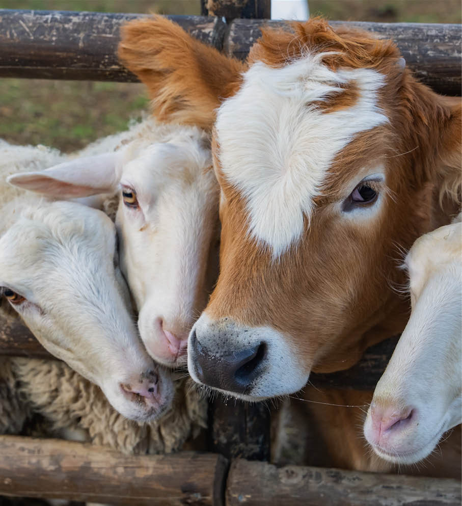 category block image