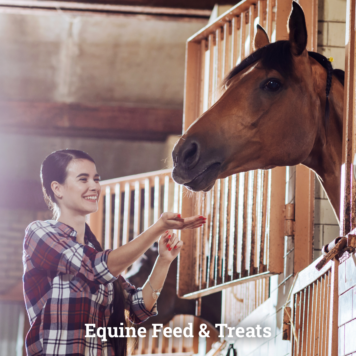 Equine Feed & Treats