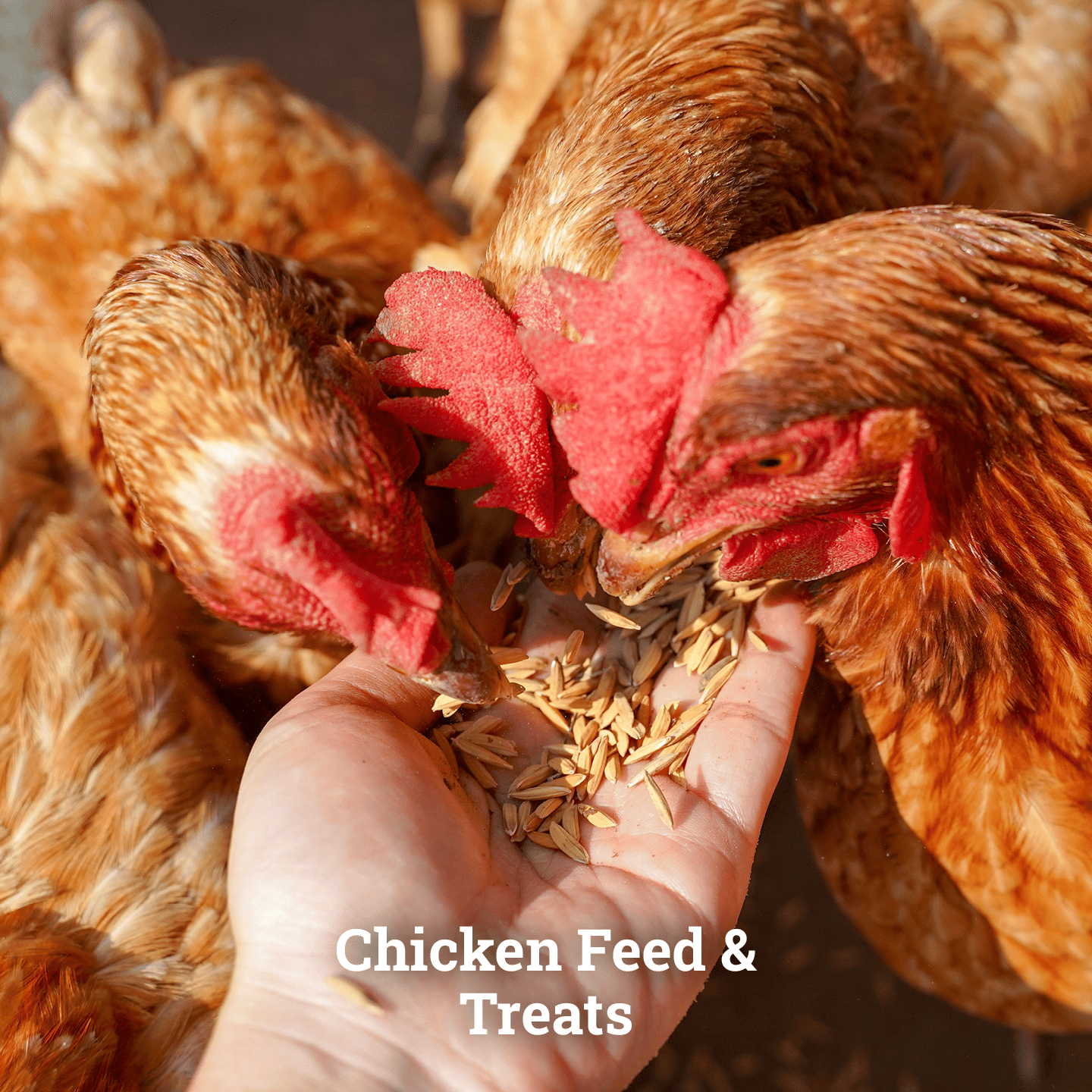 Chicken Feed & Treats