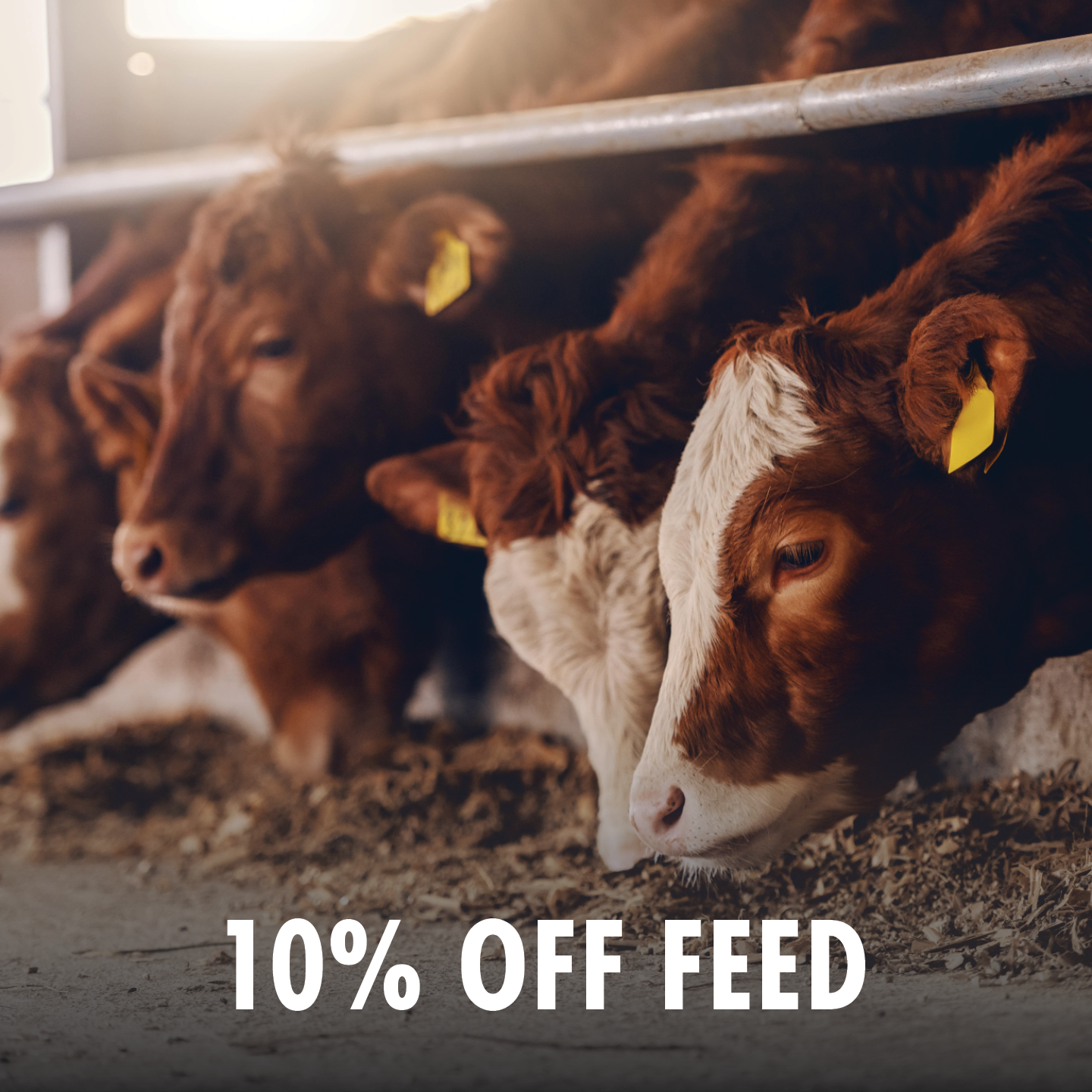 10% OFF FEED