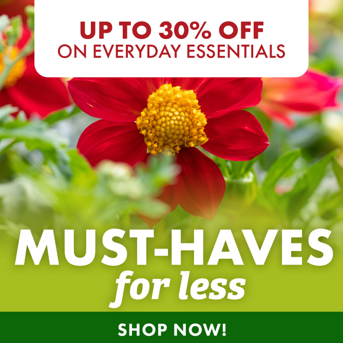 UP TO 30% OFF EVERYDAY ESSENTIALS MUST-HAVES for less SHOP NOW