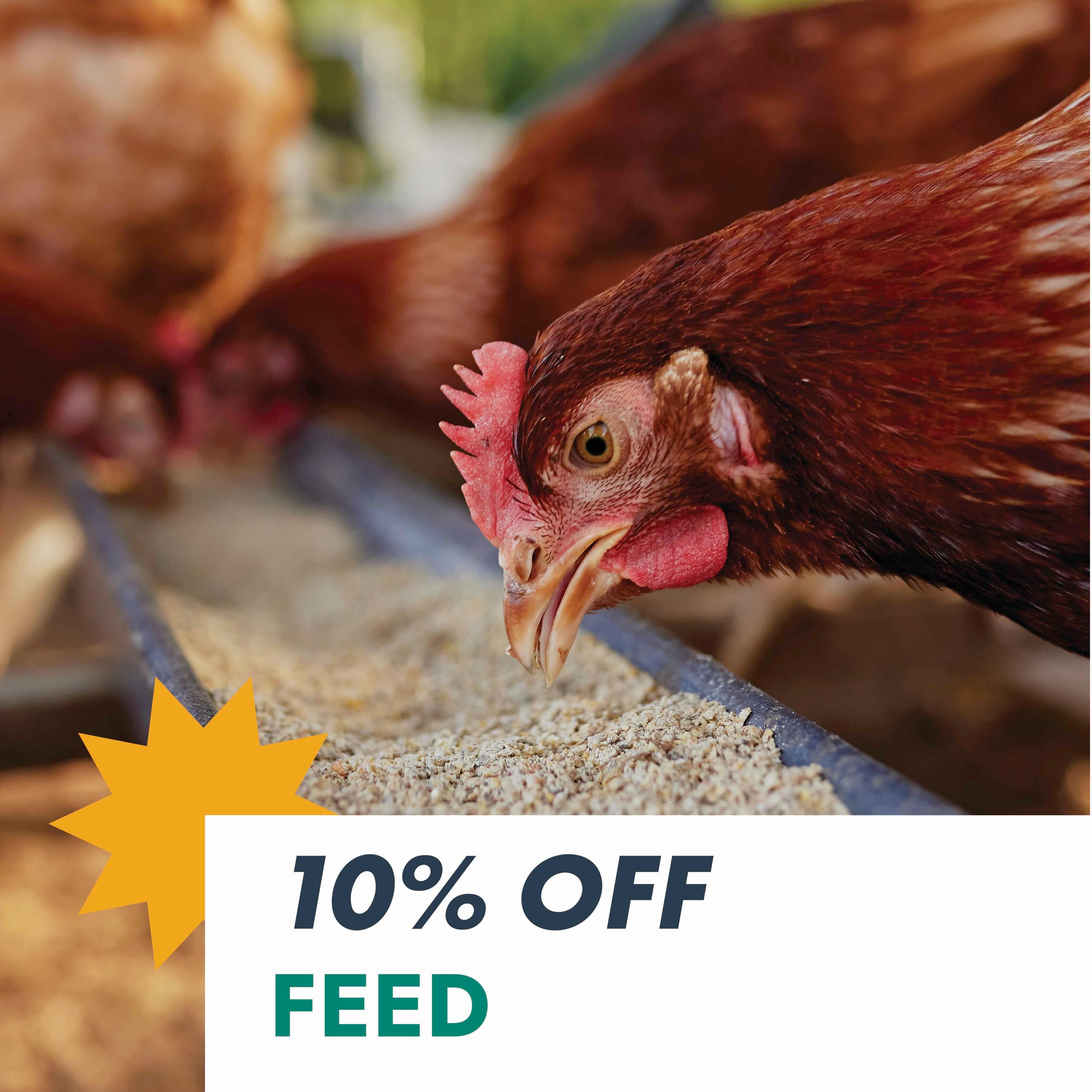 10% OFF FEED