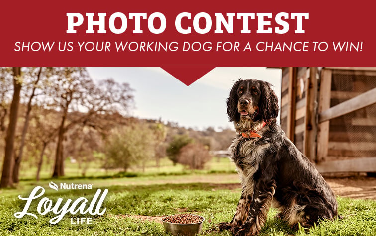 PHOTO CONTEST SHOW US YOUR WORKING DOG FOR A CHANCE TO WIN! Loyall LIFE