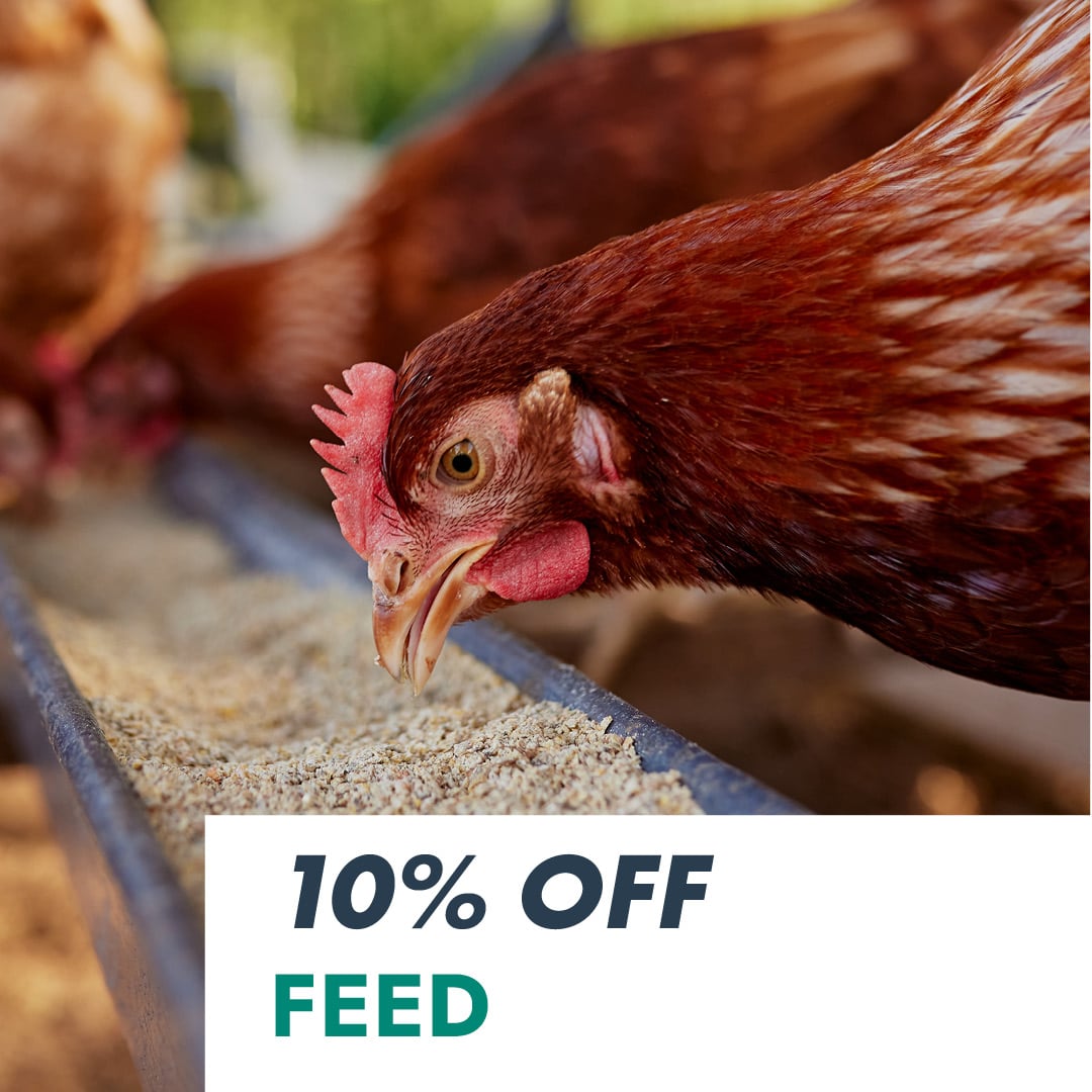 10% OFF FEED