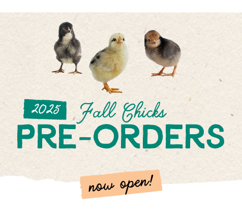2025 Fall Chicks Pre-Orders