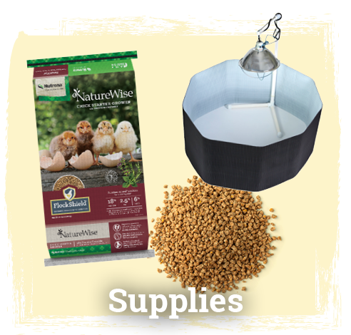 Chick Supplies Button & Image