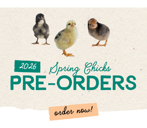2026 Spring Chicks Pre-Orders
