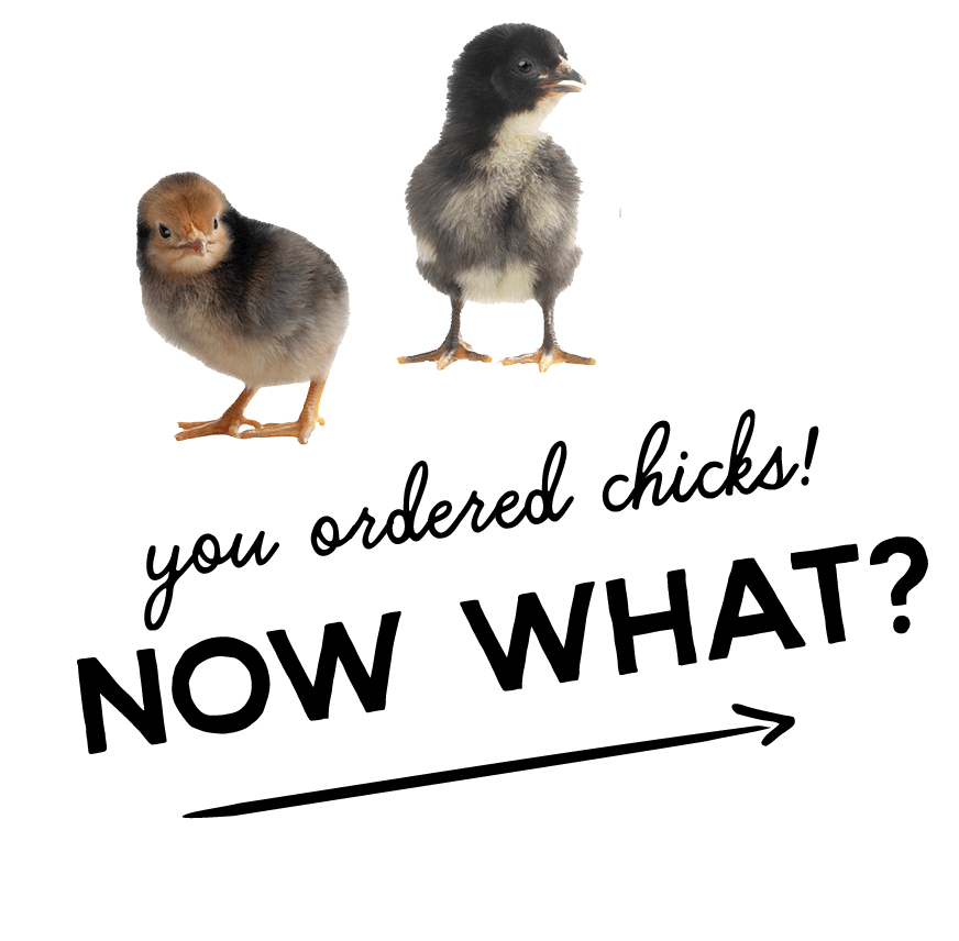 Now What Image