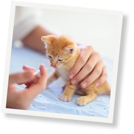 Meet VIP Petcare