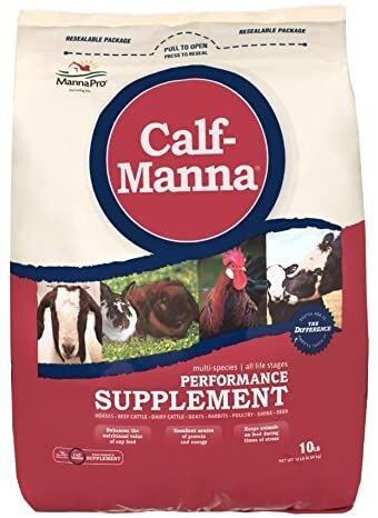 Manna_calf10.jpg