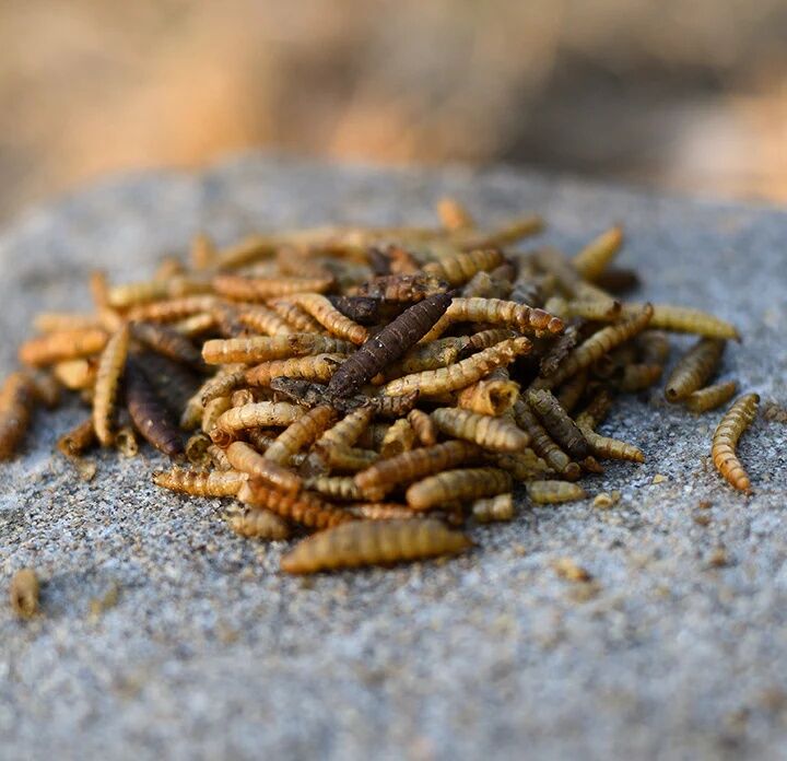 Happy Hen Double Frenzy Mealworms & Grubs Chicken Treats, 30-Oz