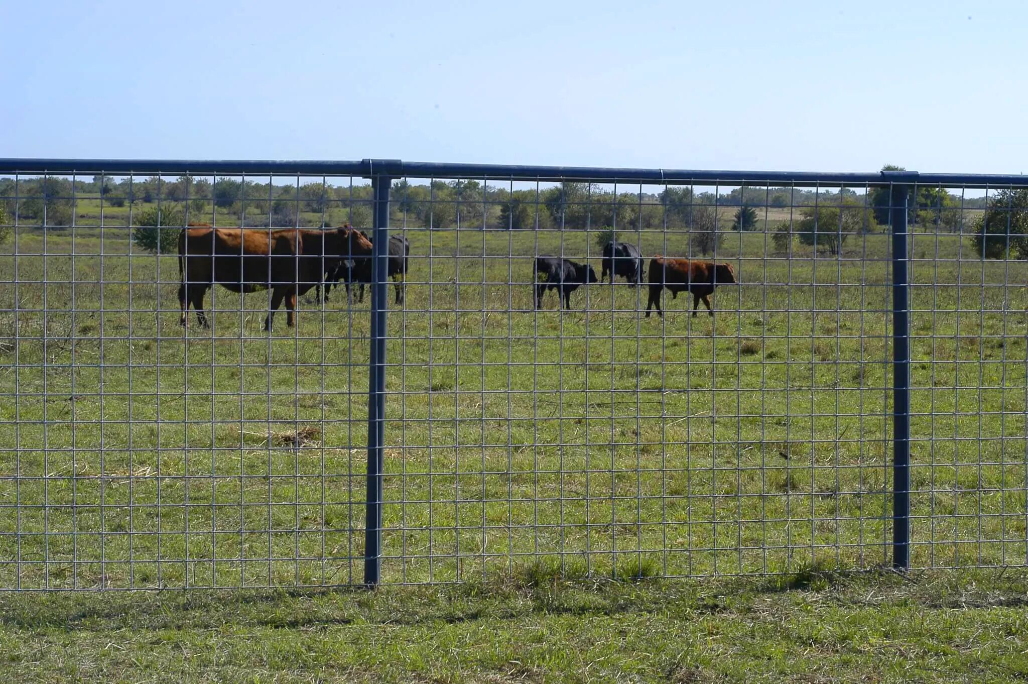 OK Brand Max 50 10 Line Cattle Fence Panel, 16-Ft x 50-In