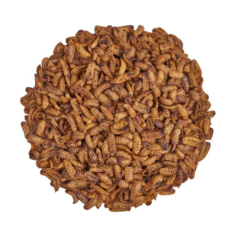 Scratch & Peck Feeds Cluckin' Good Grubs, 3.5-Lb