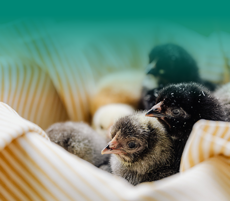 Chick Guide