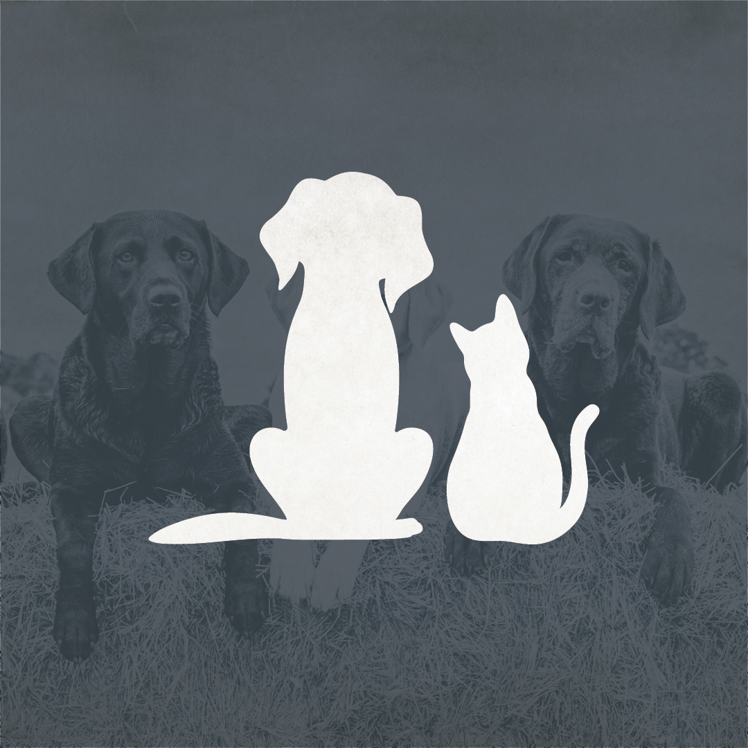 Pet