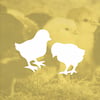 Chicks