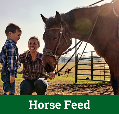 Horse Feed