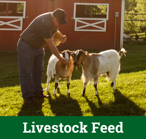 Livestock Feed