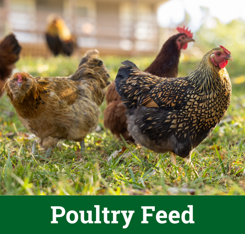 Poultry Feed