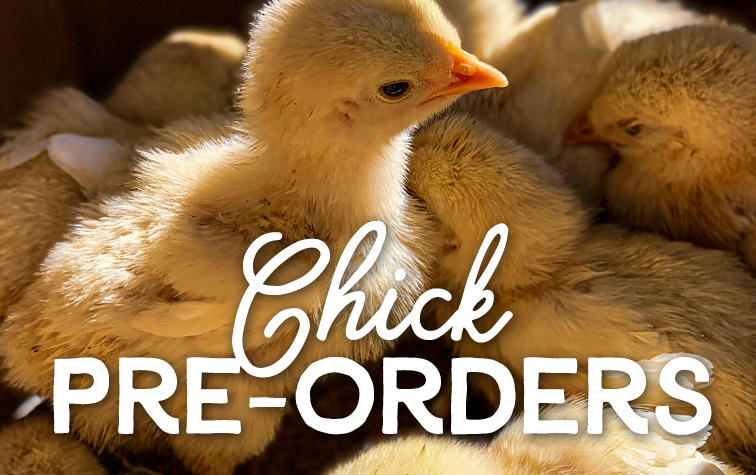Pre-Order Fall Chicks