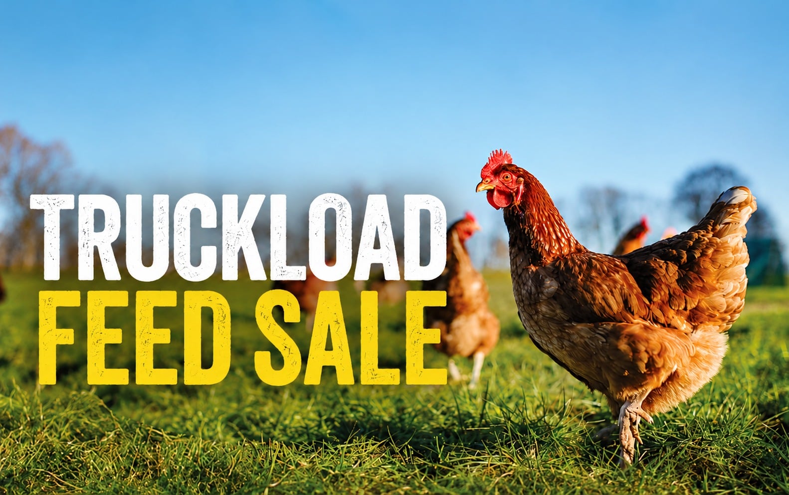 TRUCKLOAD FEED SALE